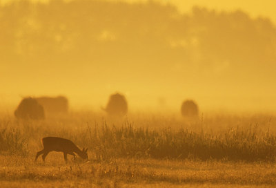 BUITEN BEELD Foto: 160899