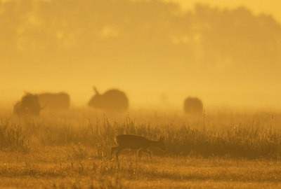 BUITEN BEELD Foto: 160900