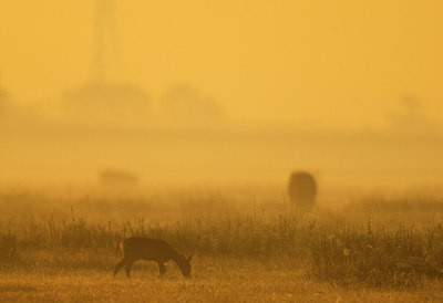 BUITEN BEELD Foto: 160901