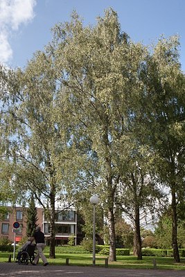 BUITEN BEELD Foto: 160918