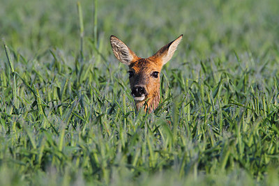 BUITEN BEELD Foto: 160936