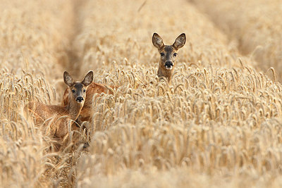 BUITEN BEELD Foto: 160942