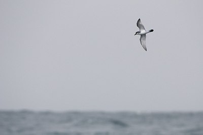 BUITEN BEELD Foto: 161002