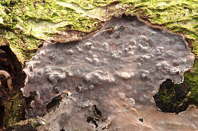 BUITEN BEELD Foto: 161005