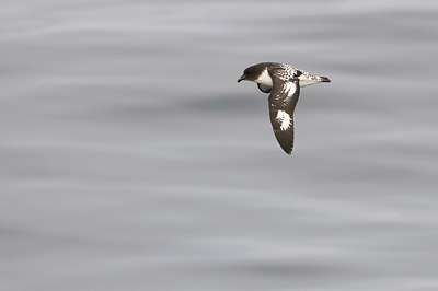 BUITEN BEELD Foto: 161011