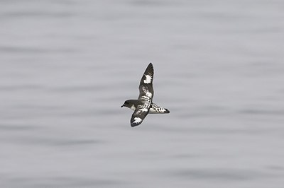BUITEN BEELD Foto: 161012