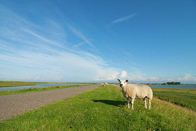 BUITEN BEELD Foto: 161097