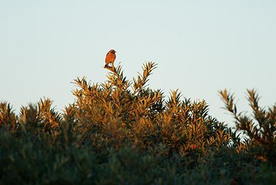 BUITEN BEELD Foto: 161107