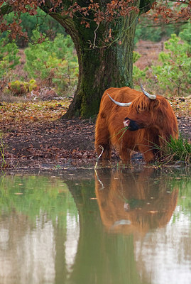 BUITEN BEELD Foto: 161170