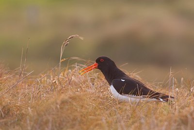 BUITEN BEELD Foto: 161190