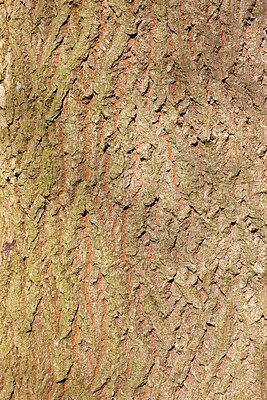 BUITEN BEELD Foto: 161202