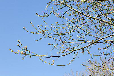 BUITEN BEELD Foto: 161204