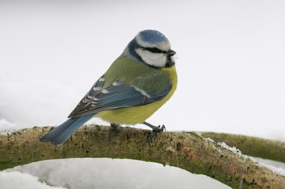 BUITEN BEELD Foto: 161248
