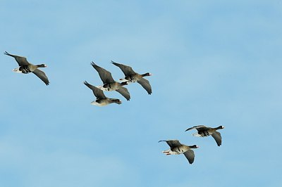 BUITEN BEELD Foto: 161255