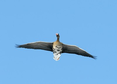 BUITEN BEELD Foto: 161257