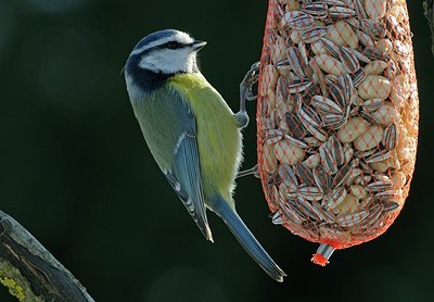 BUITEN BEELD Foto: 161262