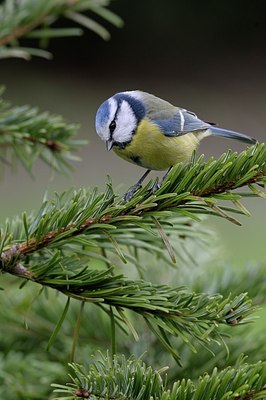 BUITEN BEELD Foto: 161291
