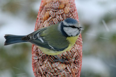 BUITEN BEELD Foto: 161294