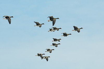 BUITEN BEELD Foto: 161300