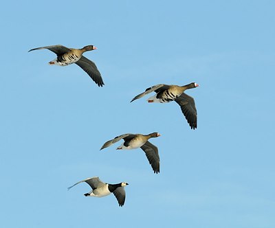 BUITEN BEELD Foto: 161305