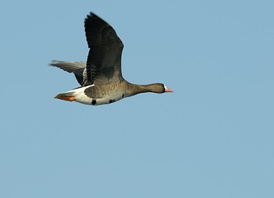BUITEN BEELD Foto: 161312