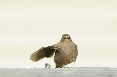 BUITEN BEELD Foto: 161332
