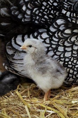 BUITEN BEELD Foto: 161360