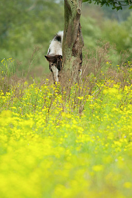 BUITEN BEELD Foto: 161478