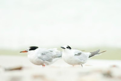 BUITEN BEELD Foto: 161504