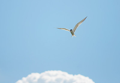 BUITEN BEELD Foto: 161507