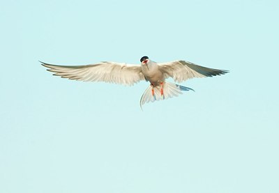BUITEN BEELD Foto: 161519