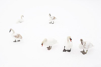 BUITEN BEELD Foto: 161561