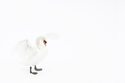 BUITEN BEELD Foto: 161562
