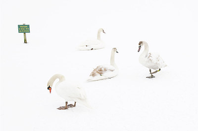 BUITEN BEELD Foto: 161563