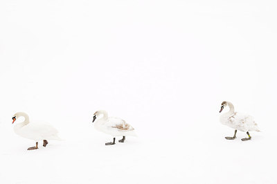 BUITEN BEELD Foto: 161568