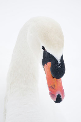 BUITEN BEELD Foto: 161569