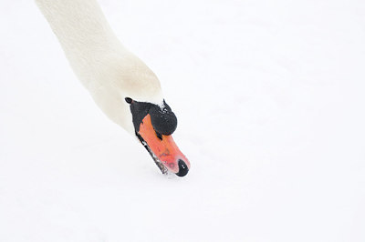 BUITEN BEELD Foto: 161572
