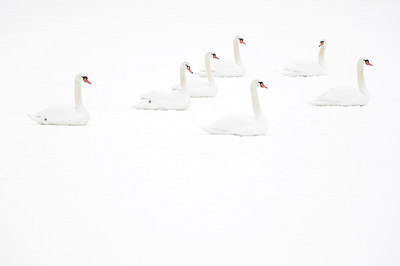 BUITEN BEELD Foto: 161584