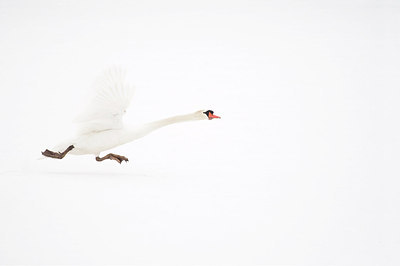 BUITEN BEELD Foto: 161586
