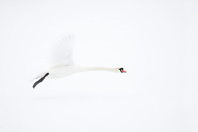 BUITEN BEELD Foto: 161587