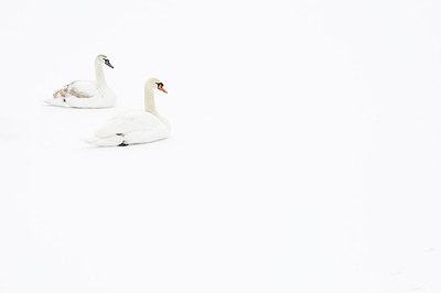 BUITEN BEELD Foto: 161596
