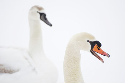 BUITEN BEELD Foto: 161600
