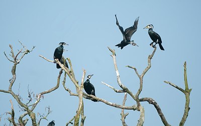 BUITEN BEELD Foto: 161609