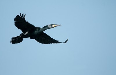 BUITEN BEELD Foto: 161614