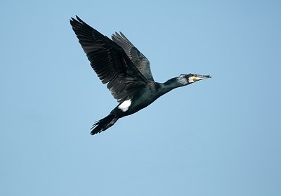 BUITEN BEELD Foto: 161615