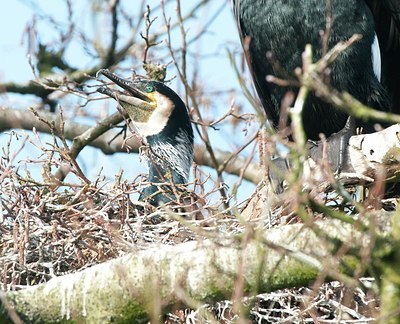BUITEN BEELD Foto: 161616
