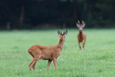 BUITEN BEELD Foto: 161686