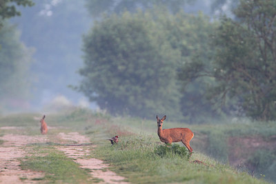 BUITEN BEELD Foto: 161711