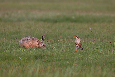 BUITEN BEELD Foto: 161713