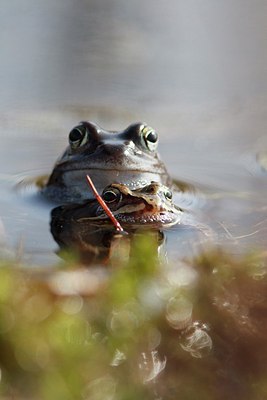 BUITEN BEELD Foto: 161723